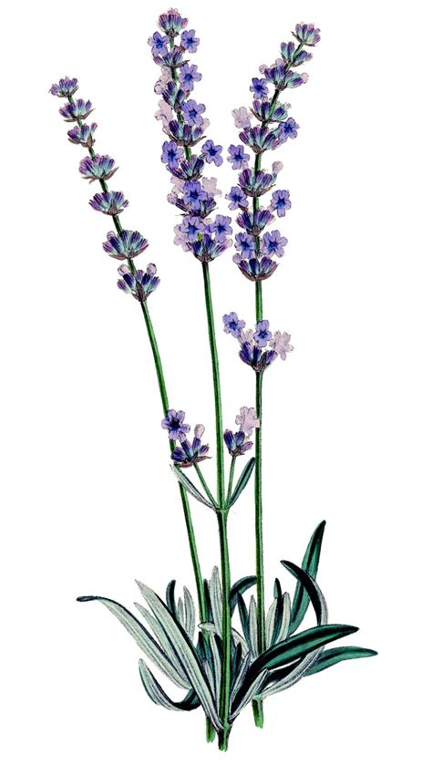 free lavender clipart|free printable elf clip art.